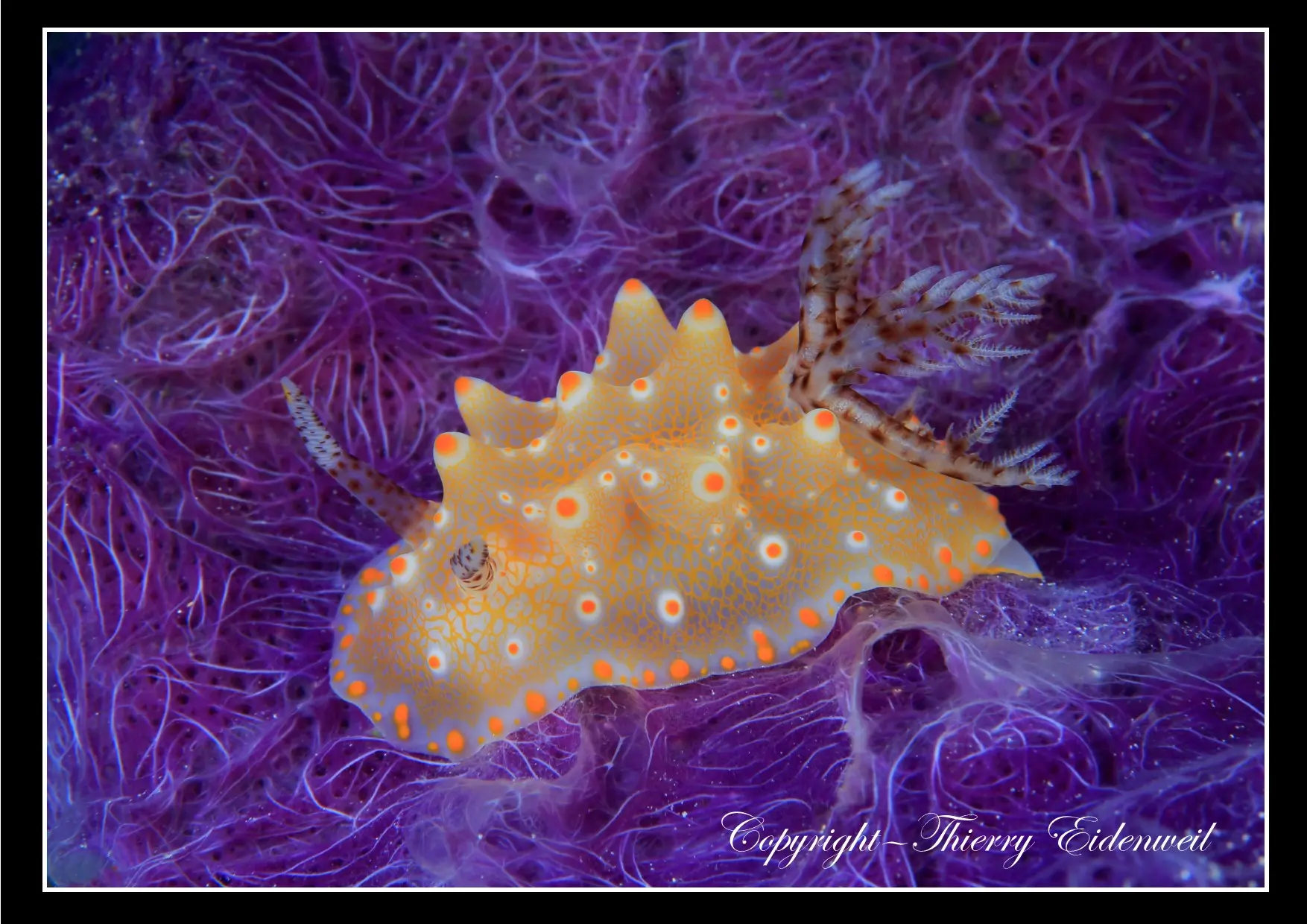 Anilao Macro Dive Media Highlight